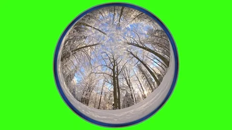 Camera rotation in a winter forest in sunny weather. green screen Stock Footage 318369801