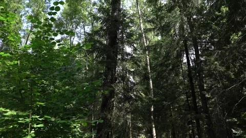 Camera is rounding in the forest to capture the types of trees with sun rays Stock Footage 253507170