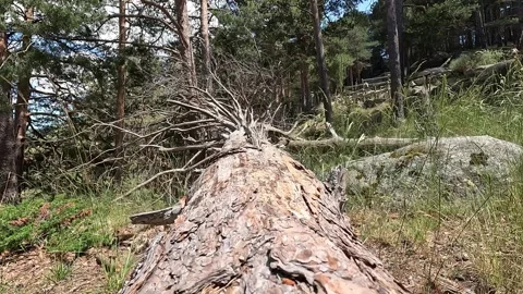Camera scanning the trunk of a fallen tree Stock Footage 279176487