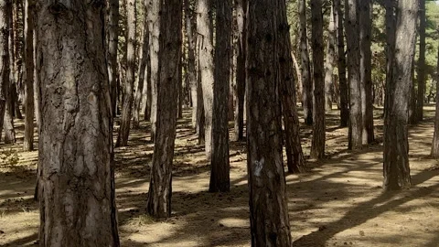 Camera Shake Moving in Dense Pine Forest with Sunlight Filtering Through Trees Stock Footage 280115630
