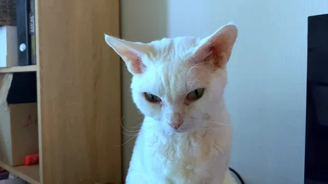 Camera shaking, white devon rex cat sitting near the TV and looking around Stock Footage 124068430