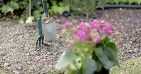 Camera is shifting focus from pink flower blooms to metal garden tools and is Stock Footage 345035405