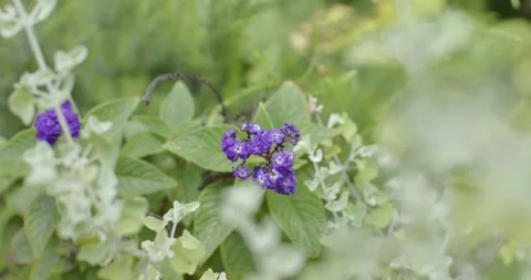 Camera shifting focus, purple flower cluster coming into focus in garden, Stock Footage 344333786