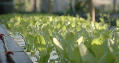 Camera is shifting focus, revealing lettuce on hydroponic raft with irrigation Stock Footage 338338783