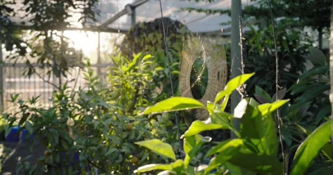 Camera shifting right to reveal circular spider web in sunlit backyard, catching 스톡 동영상 338356552