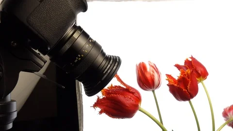 Camera shooting macro of flowers Video stock 107889750