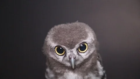 Camera is shooting an owl with black background, 스톡 동영상 106864192