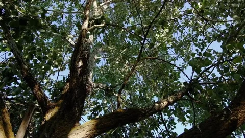 The camera shoots from below the branches of trees on a tree Stock Footage 135817046
