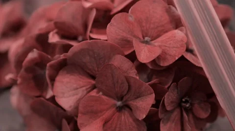 Camera shoots flowers of the hydrangea in motion. Macro Stock Footage 58789117
