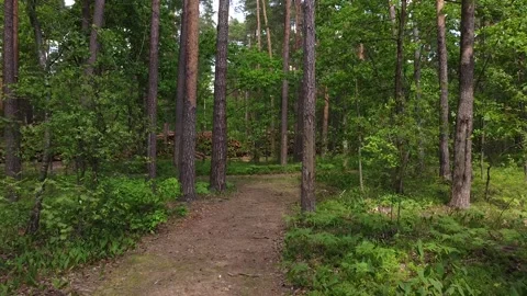 The camera shoots a forest trail in a deciduous forest. A walk through the fores Stock Footage 196957354