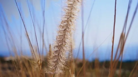The camera shoots high yellow grass on a background of the blue sea Stock Footage 71480648