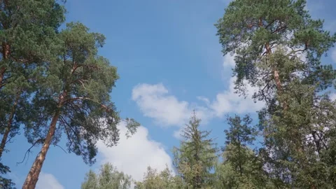 The camera shoots the tops of the pine forest from a height of human height Stock Footage 171370781