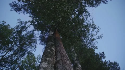 The camera shoots up. Two trees grow touching. Evening, after sunset. 库存影片 230256615