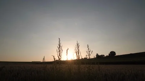 Camera shot in cornfield at sunset Video stock 102513052