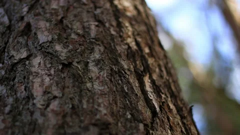 Camera shot, from left to right, on the bark of a tree. The sun makes shadows Stock Footage 239120915