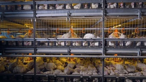 A camera shot moving along a broiler battery cage with several levels. Stock Footage 84166899