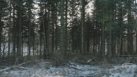 Camera Shot Moving Parallel Showing The Forest Stock Footage 154949877