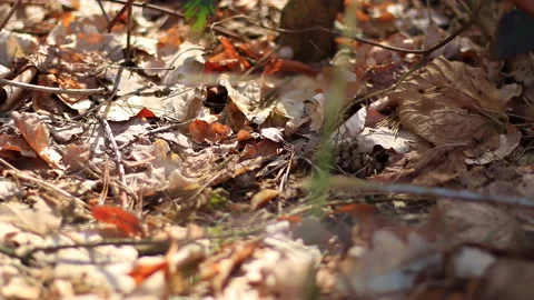 Camera shot over a forest floor, covered in leaves and branches. Location: Stock Footage 239119927