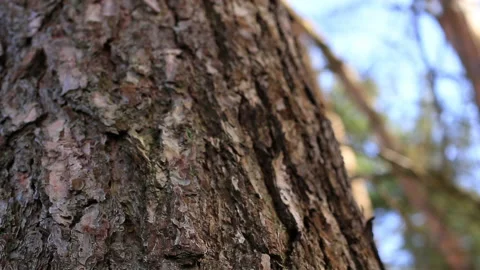 Camera shot, from right to left, approaching the bark of a tree. Location: Stock Footage 239120789