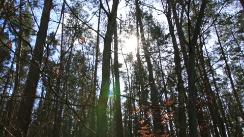 Camera shot through a mixed forest in Germany. The sun flashes through the Stock Footage 239119172