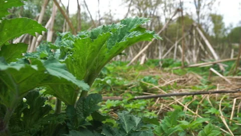 Camera showing a field with green and dried hogweed in russian countryside Video stock 108146035