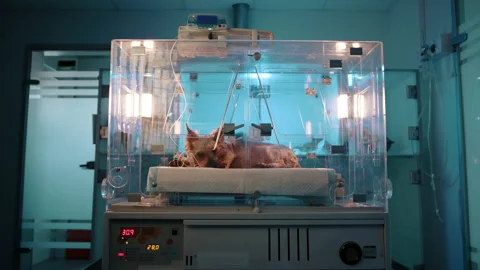 Camera showing a small brown dog in an oxygen chamber in a veterinary clinic. Stock Footage 236456821