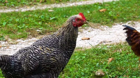 The camera shows chickens and then follows one of them Vidéo 106019930