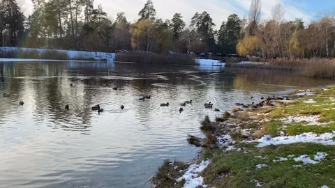 The camera shows the reflections of the sun on a beautiful lake with ducks. Stock Footage 262046203