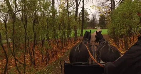 Camera shows the ride of the cart heading by two horses. Cart moving through bea Stock Footage 68916150