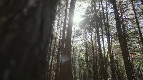 Camera sildes away from pine tre to reveal forest. Stock Footage 142297798