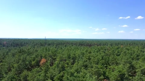 The camera sits in a green forest Stock Footage 156964528