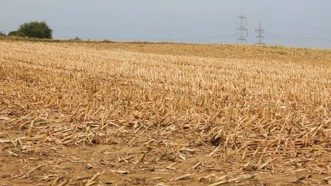 Camera slide of an dead Cornfield Stock Footage 94407465