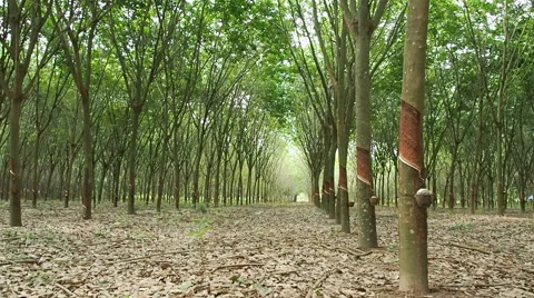 Camera slide dolly, rows of rubber trees on a plantation in Thailand. Asia. Stock Footage 49777534