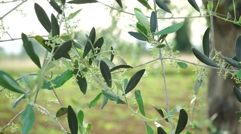 Camera slide: olive tree in bloom 스톡 동영상 50035150