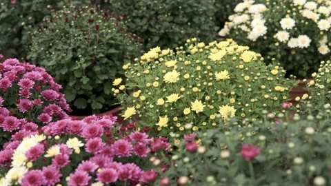 Camera slide over chrysanthemum Stock Footage 153546188