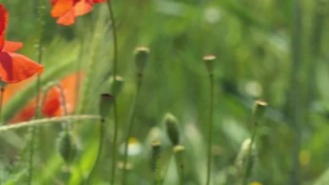 Camera slide on a poppy in the field Vídeo Stock 131331160