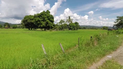 Camera slide from rice fields to the rural road, Borneo, Malaysia Vidéo 143593932