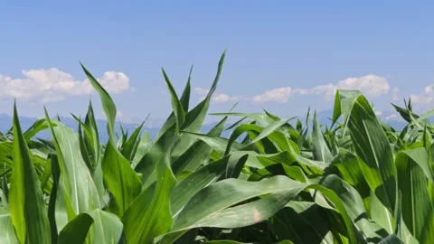 Camera slide right on a corn field and clouds Stock Footage 131332299
