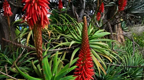 Camera slide though cactus. Aloe Vera Video stock 64876005