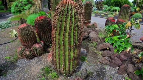 Camera slide though cactus. echinocactus polycephalus Video stock 64878102