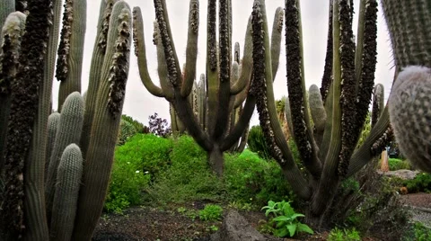 Camera slide though cactus. Espostoa melanostele Vidéo 64877268