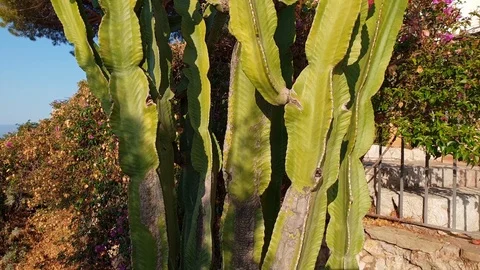 Camera slide though cactus plant in Italy Stock-Footage 99858612