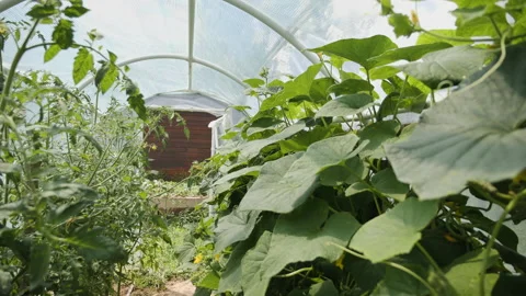 Camera slide through small greenhouse Stock Footage 139276123
