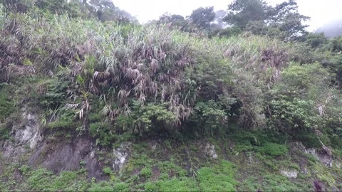 Camera slide up to the top of the mountain in Banaue, Luzon, Philippines Stock Footage 145578439