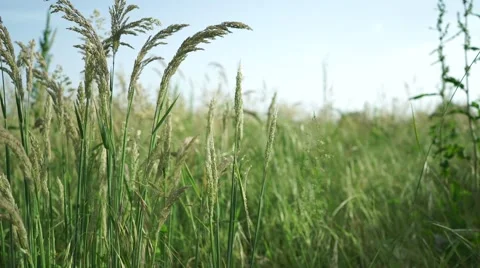 Camera slide:field wild grass 스톡 동영상 50037382