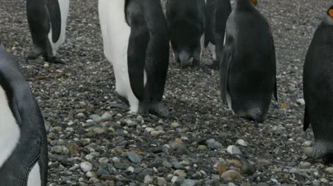 Camera slider in Penguin Stock Footage 11958108