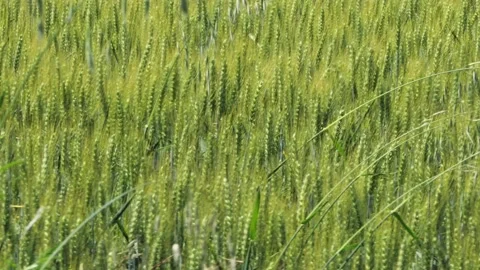 Camera slider on a wheat field Stock Footage 131331552
