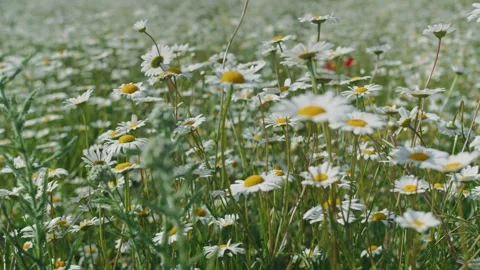 The camera slides across a chamomile field on a sunny day Stock Footage 246297207