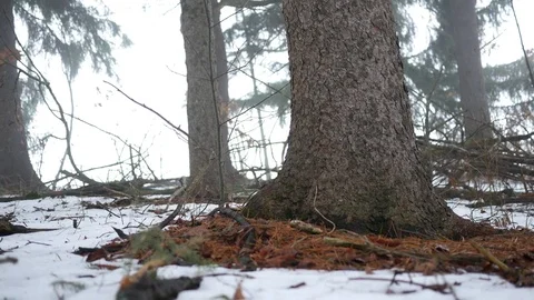 Camera slides along the ground of a Conifer Forest in Pennsylvania in winter V3 Stock Footage 84872149