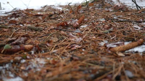 Camera slides along the snowy ground of Pennsylvania Conifer forest in winter AL Stock Footage 84872221